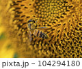 Honey bee collecting pollen from a sunflower on a bright sunny day 104294180