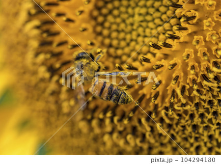 Honey bee collecting pollen from a sunflower on a bright sunny day Honey bee collecting pollen from a sunflower on a bright sunny day 104294180