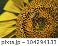 Honey bee collecting pollen from a sunflower on a bright sunny day 104294183