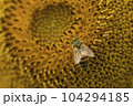 Honey bee collecting pollen from a sunflower on a bright sunny day 104294185