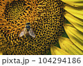 Honey bee collecting pollen from a sunflower on a bright sunny day 104294186