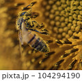 Honey bee collecting pollen from a sunflower on a bright sunny day 104294190