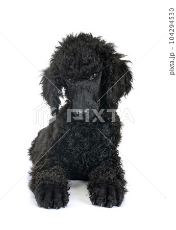 puppy standard poodle in studio 104294530