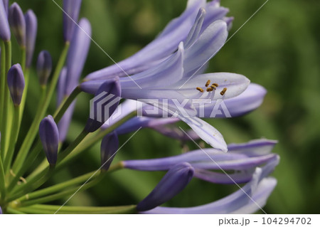 初夏の庭に咲く薄紫色のアガパンサスの花 初夏の庭に咲く薄紫色のアガパンサスの花 104294702