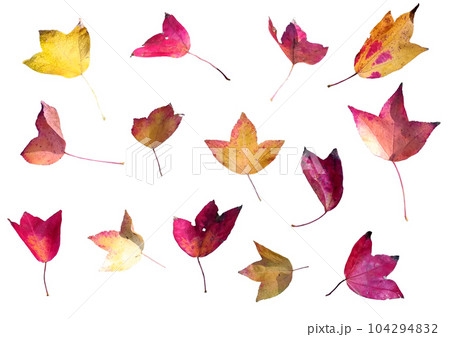 紅葉の葉 紅葉の葉 104294832