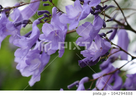 初夏に青紫色の花を咲かせるジャカランダ 104294888
