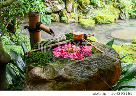 日本庭園の紫陽花のつくばい 日本庭園の紫陽花のつくばい 104295169