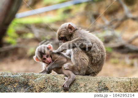毛繕いするニホンザルの子供 嵐山モンキーパークいわたやま 毛繕いするニホンザルの子供 嵐山モンキーパークいわたやま 104295214