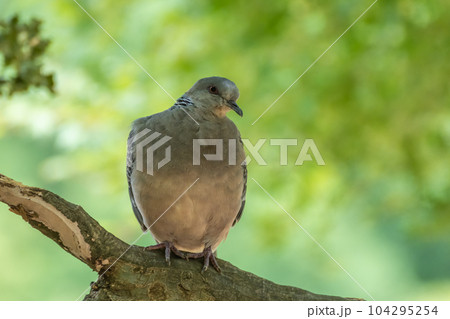 キジバト 104295254