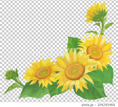 Sunflower frame material vector Sunflower frame material vector 104295468
