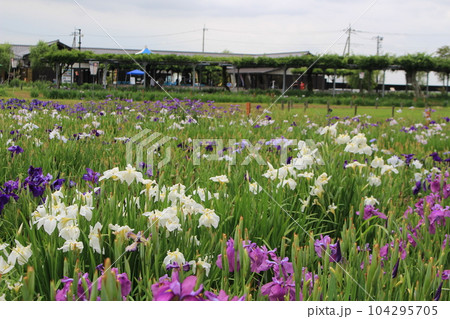 梅雨イメージ（あやめ） 104295705