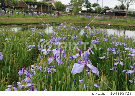 梅雨イメージ（あやめ） 104295723