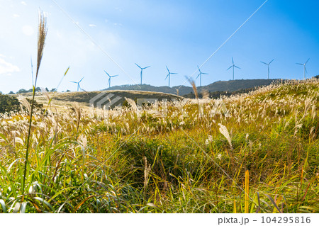 秋晴れの稲取細野高原のススキの野原と風力発電と青空3 静岡県賀茂郡東伊豆町 秋晴れの稲取細野高原のススキの野原と風力発電と青空3 静岡県賀茂郡東伊豆町 104295816