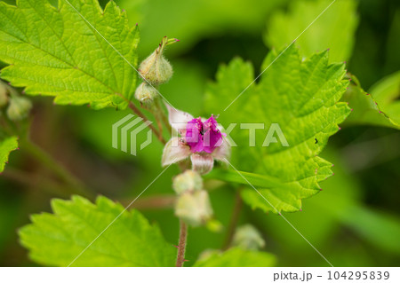ナワシロイチゴの花　苗代苺 104295839