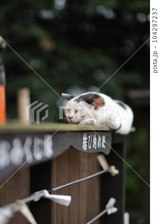 竜泉寺の猫 104297237