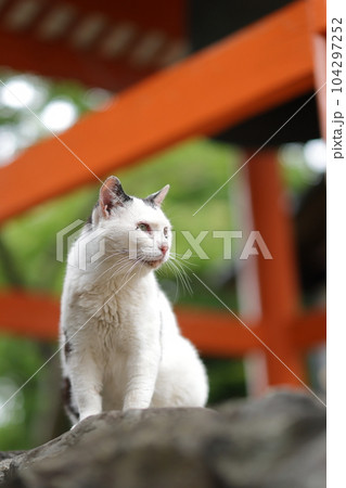 竜泉寺の猫 104297252