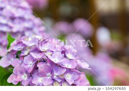京都市伏見区の藤森神社の紫陽花まつり　本紫陽花 104297680