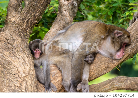 木の上で居眠りするニホンザルと子ザル　嵐山モンキーパークいわたやま 104297714