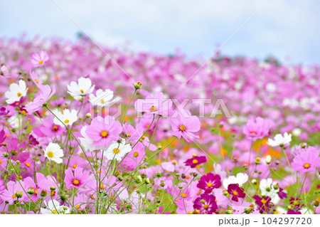 コスモス 秋桜 秋 広島 世羅 世羅ゆり園 花の駅せら コスモス 秋桜 秋 広島 世羅 世羅ゆり園 花の駅せら 104297720