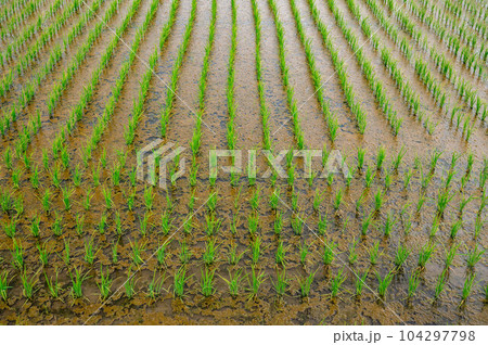 大量発生した田んぼのアオミドロ 104297798