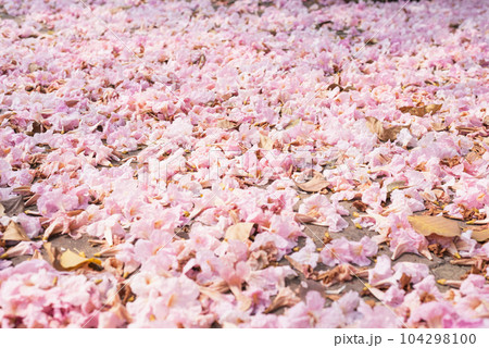 Closeup of street covered with fallen flowers. Pink trumpet tree blossom in Bangkok in March. 104298100