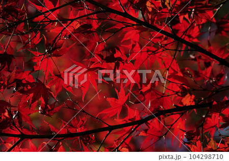 秋の風物詩 紅葉 秋の風物詩 紅葉 104298710