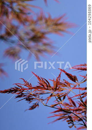 秋晴れの青空と赤い紅葉 104298869