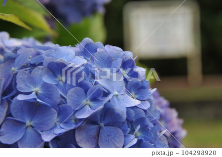 青い紫陽花梅雨の風景 青い紫陽花梅雨の風景 104298920