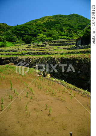 田植え間もない石部の棚田 田植え間もない石部の棚田 104299128