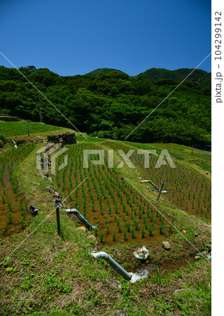 田植え間もない石部の棚田 田植え間もない石部の棚田 104299142