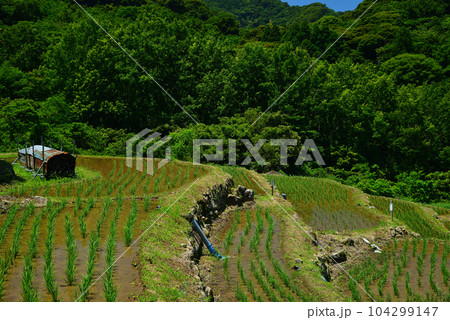 田植え間もない石部の棚田 田植え間もない石部の棚田 104299147