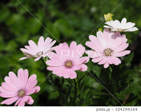 オステオスペルマムのきれいな花びら 104299164