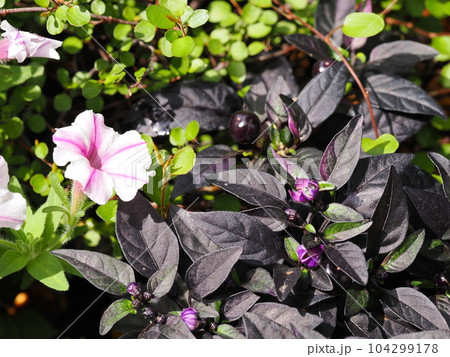 観賞用トウガラシの寄せ植え 104299178