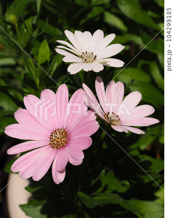 オステオスペルマムのきれいな花びら 104299185