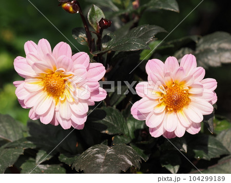 プチダリア　ハミングブロンズのかわいい花 104299189