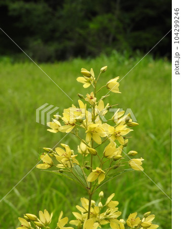 クサレダマ (草連玉) クサレダマ (草連玉) 104299246