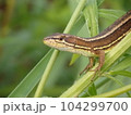 葉っぱに止まるニホンカナヘビ 104299700