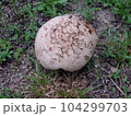 道ばたの、ホコリタケ 104299703