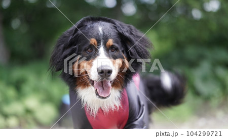 バーニーズマウンテンドッグ 104299721