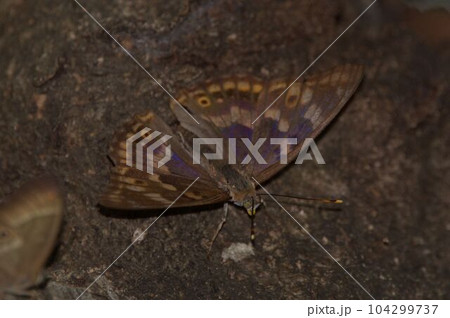 こむらさき 104299737