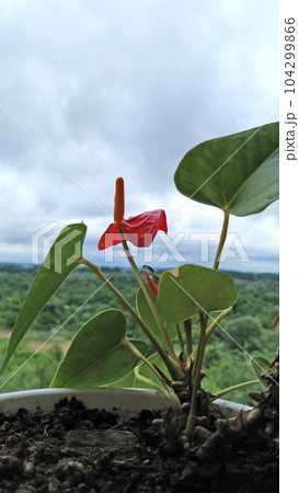 indoor flower male power against the backdrop of nature and greenery in the park indoor flower male power against the backdrop of nature and greenery in the park 104299866