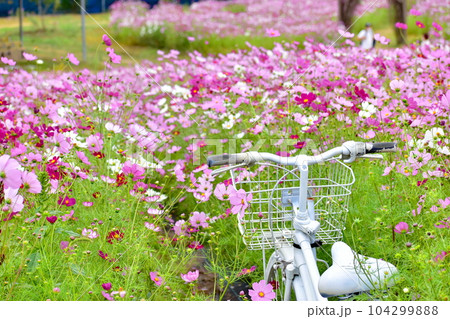 コスモス 秋桜 秋 広島 自転車 世羅 世羅ゆり園 花の駅せら コスモス 秋桜 秋 広島 自転車 世羅 世羅ゆり園 花の駅せら 104299888