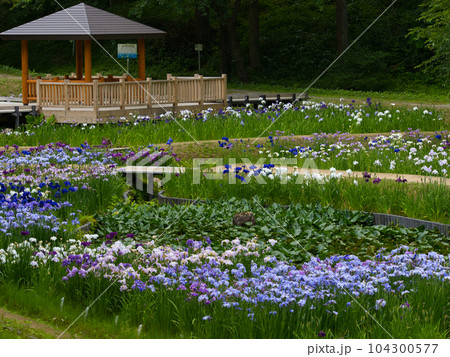 満開の三条市しらさぎ森林公園花菖蒲園 満開の三条市しらさぎ森林公園花菖蒲園 104300577
