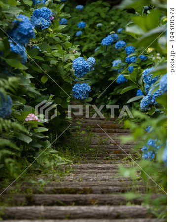 満開の三条市しらさぎ森林公園花菖蒲園 104300578