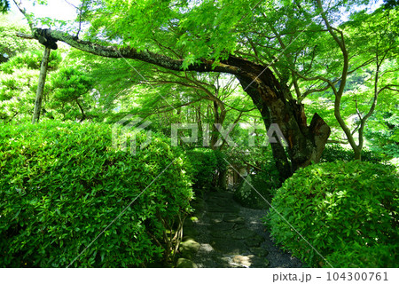 竹林で有名な鎌倉・報国寺 104300761