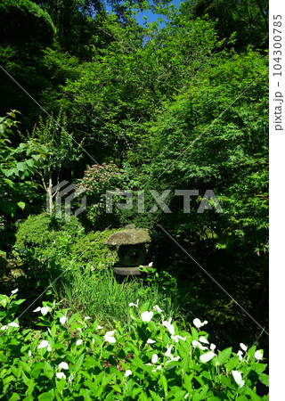 竹林で有名な鎌倉・報国寺 竹林で有名な鎌倉・報国寺 104300785
