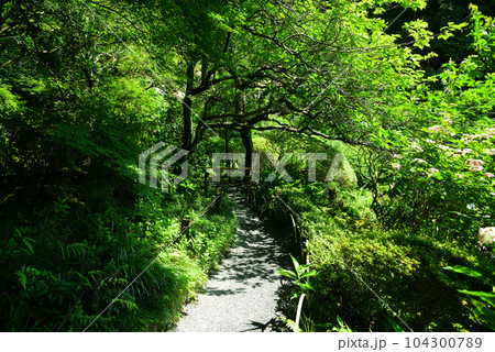 竹林で有名な鎌倉・報国寺 104300789