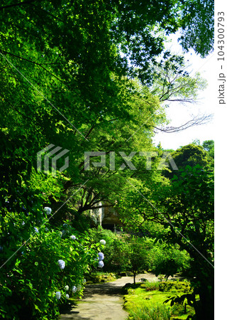 竹林で有名な鎌倉・報国寺 104300793