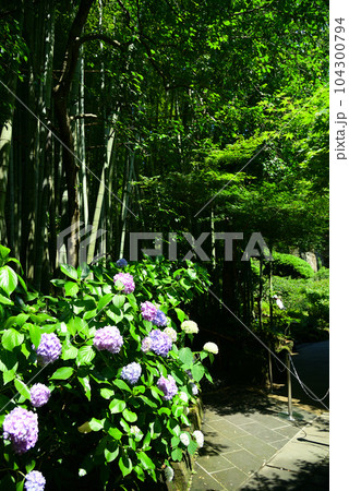 竹林で有名な鎌倉・報国寺 竹林で有名な鎌倉・報国寺 104300794