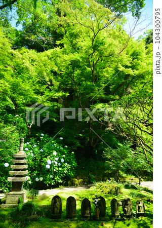 竹林で有名な鎌倉・報国寺 竹林で有名な鎌倉・報国寺 104300795